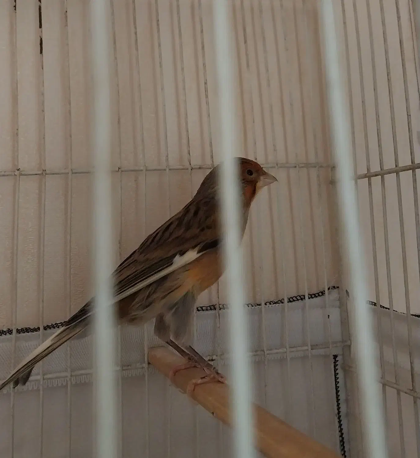 قناری|پرنده|مشهد, هنرستان|دیوار