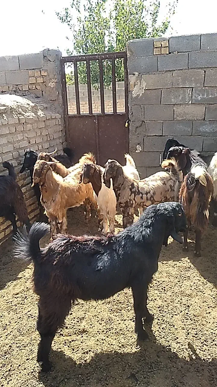 کهره نر بز|حیوانات مزرعه|ارسنجان, |دیوار