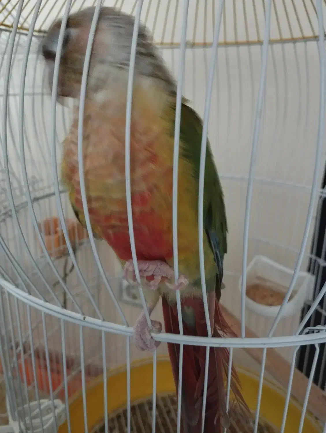 گرینچیک|پرنده|فولادشهر, مسکن مهر فولادشهر|دیوار