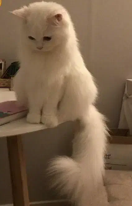 گربه پرشین سفید خشگل|گربه|آستانه اشرفیه, |دیوار