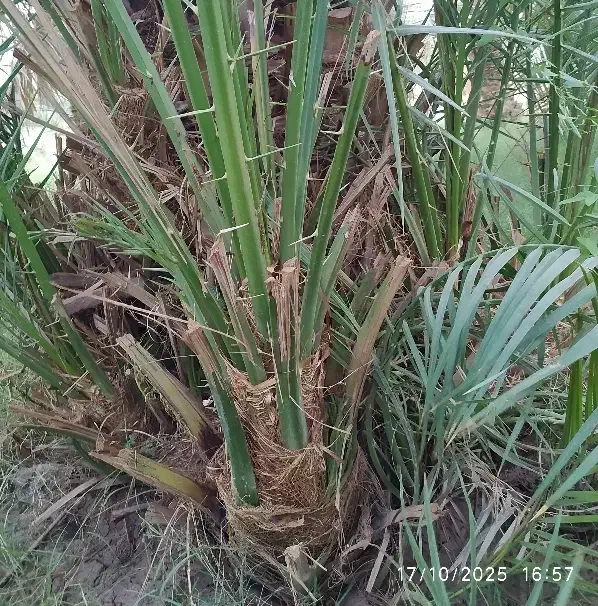 جونگ مضافتی|گل و گیاه طبیعی|نرماشیر, |دیوار