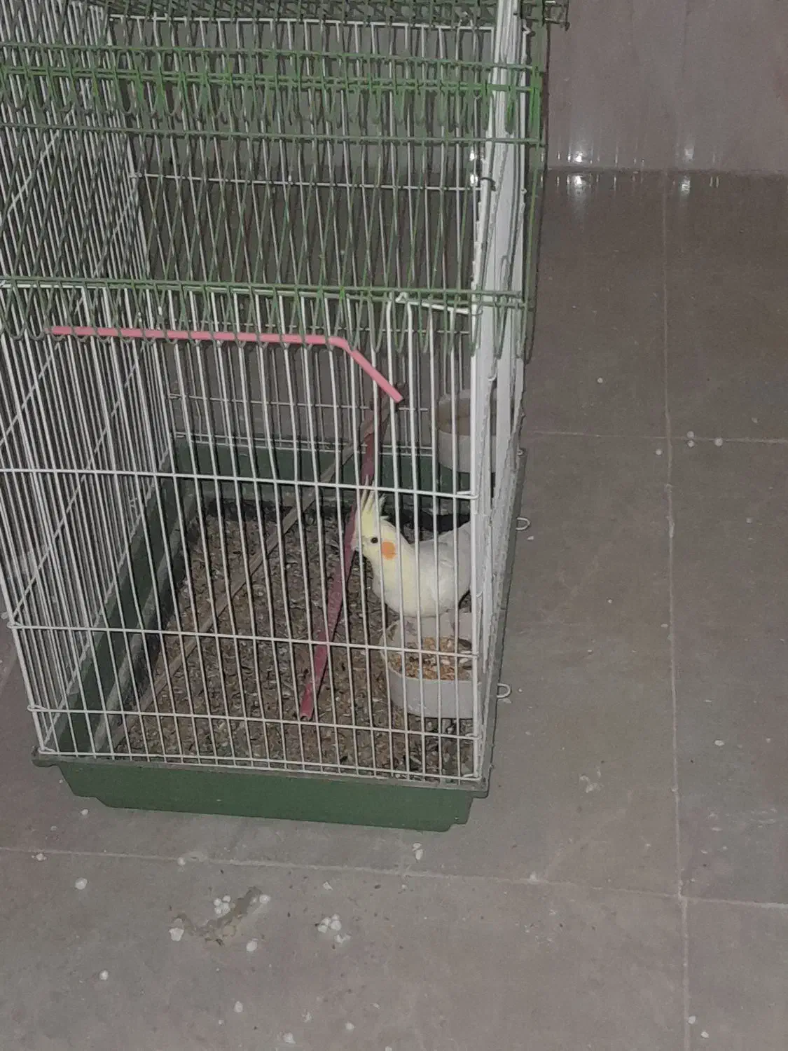 عروس هلندی|پرنده|قنوات, |دیوار