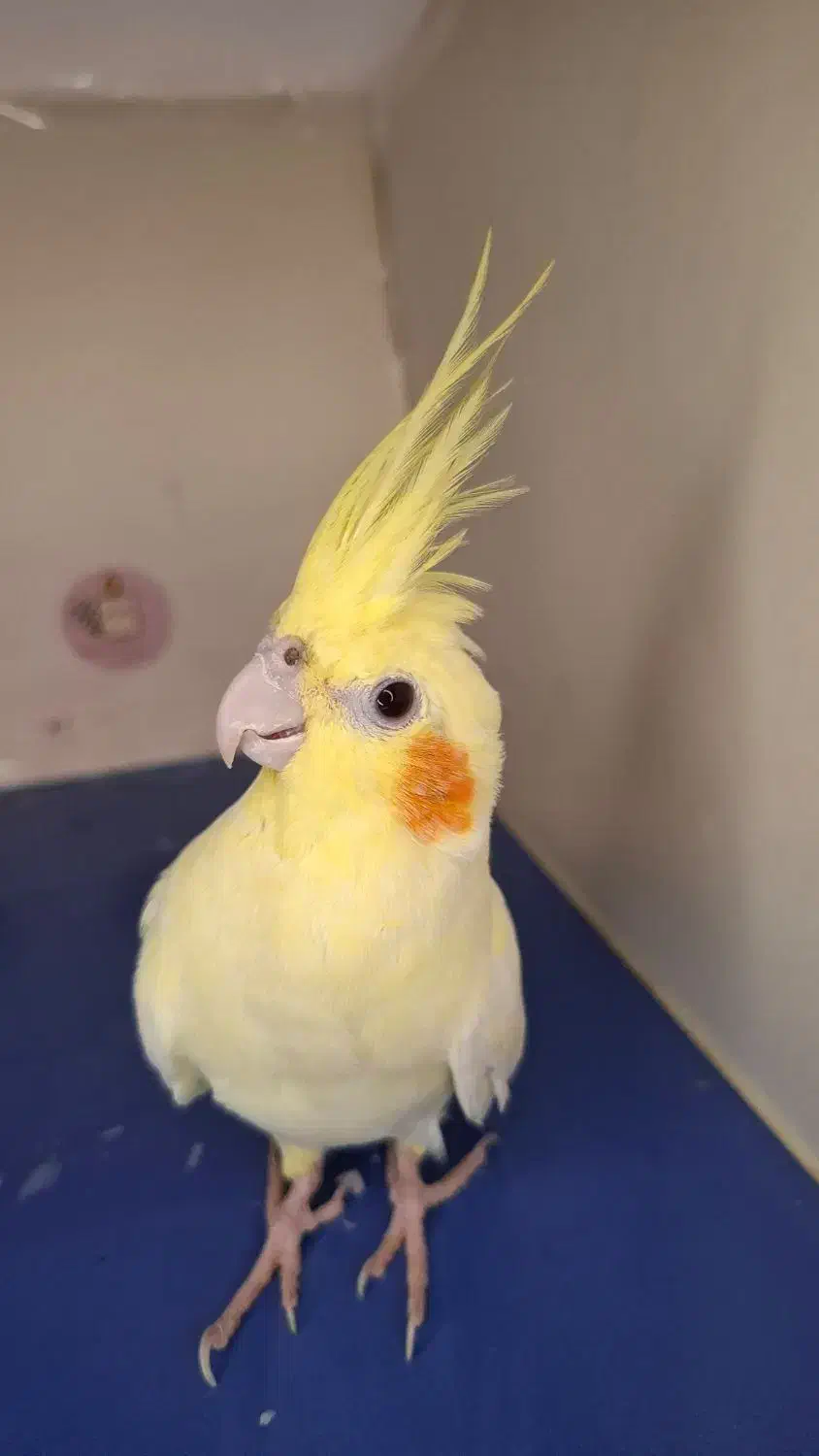 عروس هلندی گمشده دارای مژدگانی|حیوانات|رامشیر, |دیوار