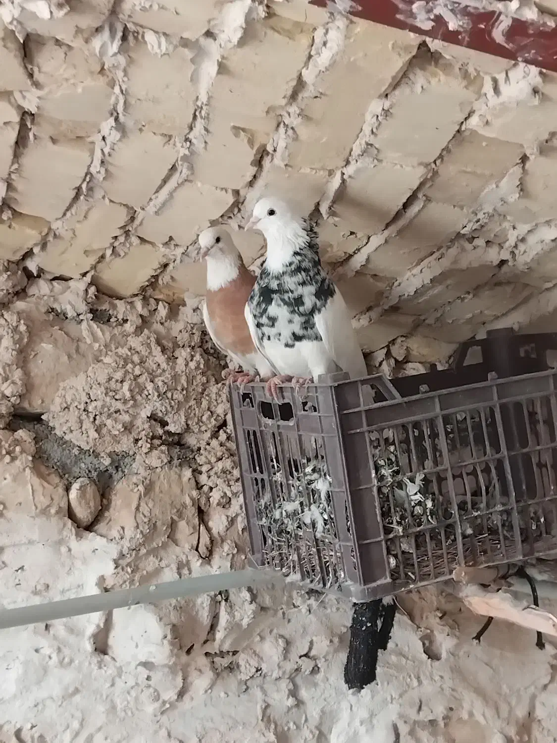 کبوترطوقی جفتی دوملیون|پرنده|کوهدشت, |دیوار