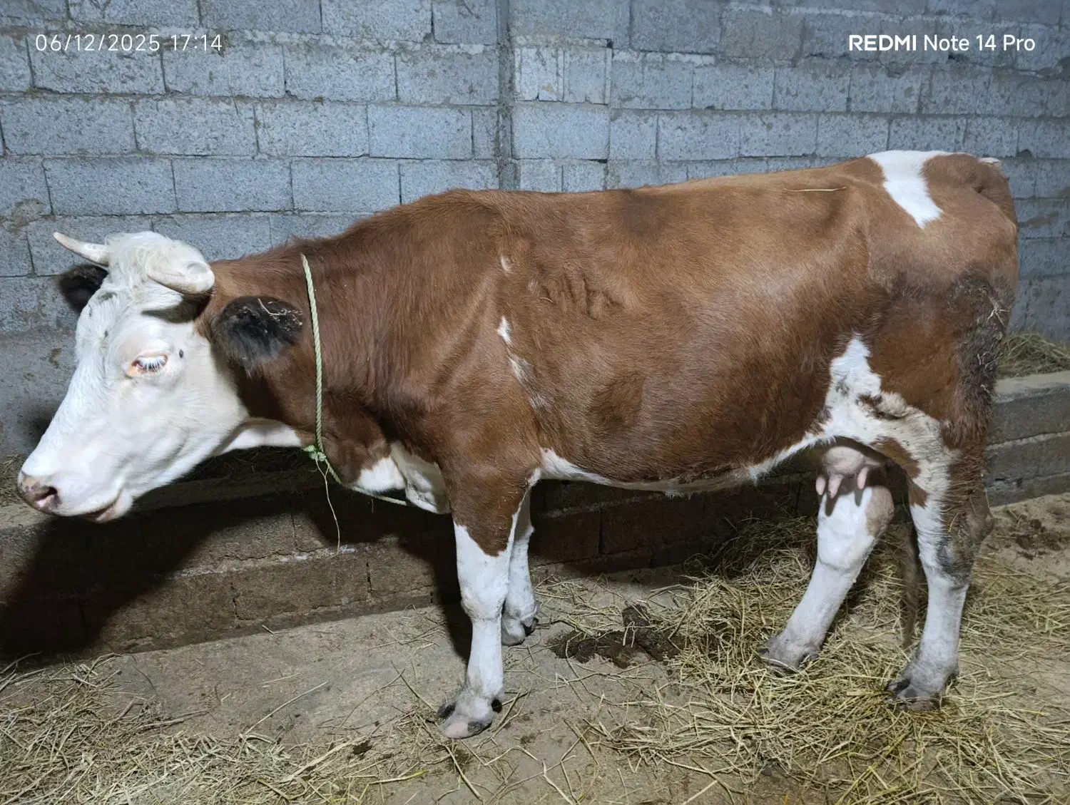 گاوسمیتال جوان|حیوانات مزرعه|کیاشهر, |دیوار