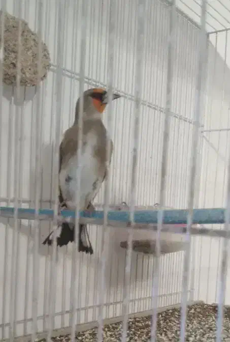 سرکرمانی|پرنده|قوچان, |دیوار