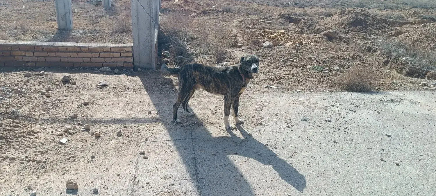 سگ نر|سگ|بجنورد, |دیوار