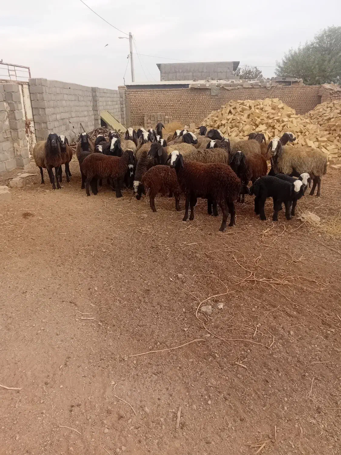 میشبره|حیوانات مزرعه|ری, فیروزآباد|دیوار