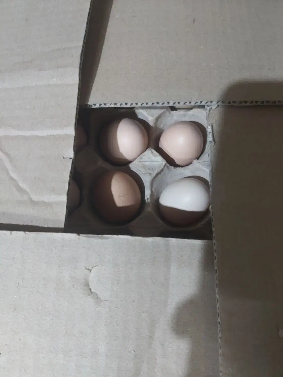 تخم مرغ محلی|خوردنی و آشامیدنی|سبزوار, توحیدشهر|دیوار