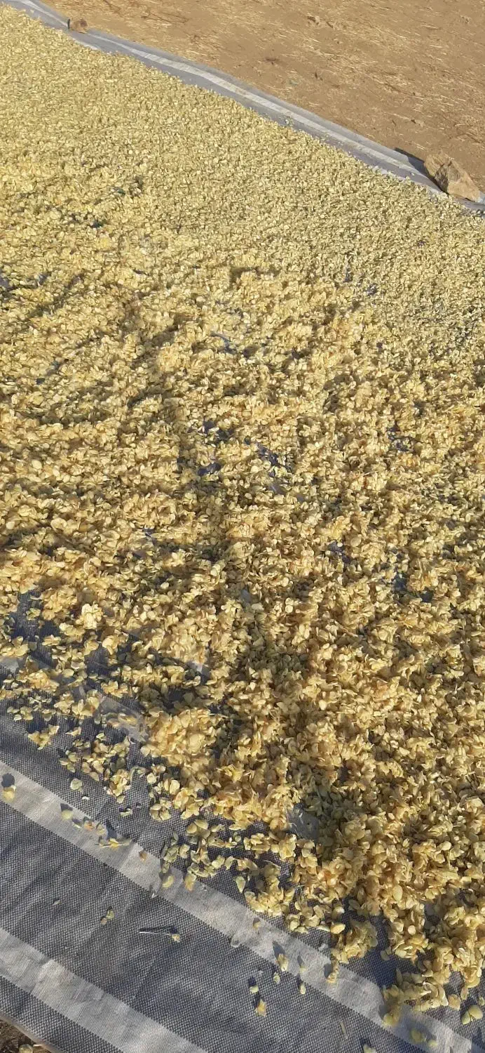 سیر جمع کردن|استخدام صنعتی، فنی، مهندسی|بهار, |دیوار