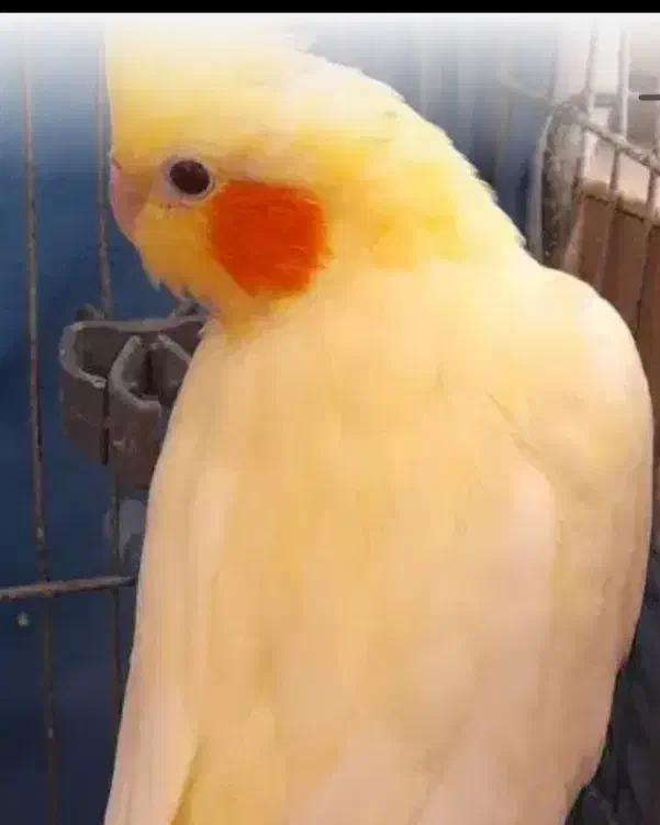 عروس هلندی گم شده|حیوانات|سبزوار, هویزه|دیوار