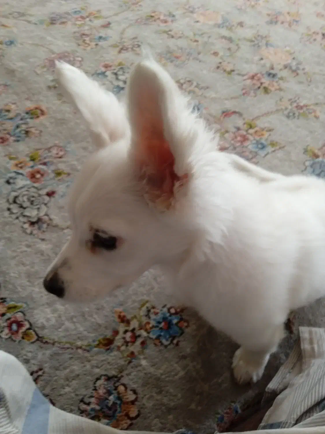 سگ‌پاکوتاه|سگ|سبزوار, ایزی شهر|دیوار