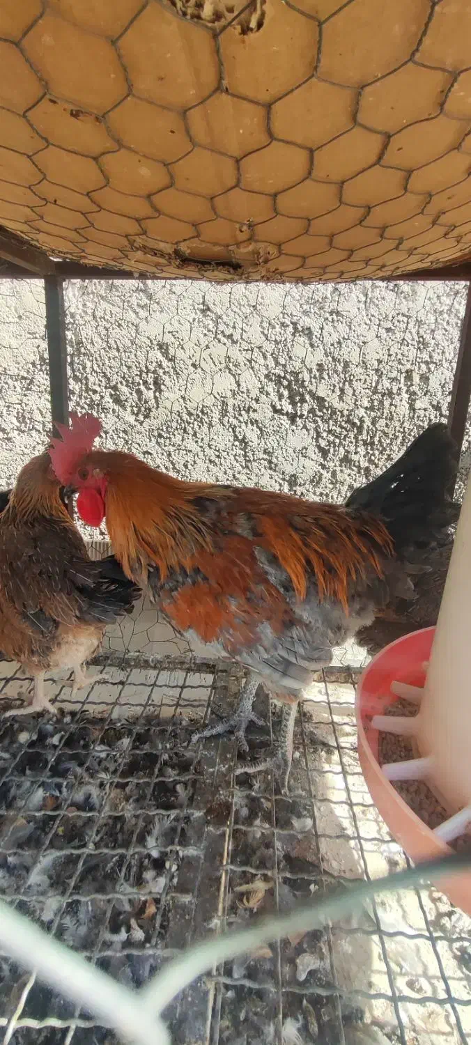 خروس محلی خالص|حیوانات مزرعه|مرودشت, فاز دوم شهرک فرهنگیان|دیوار