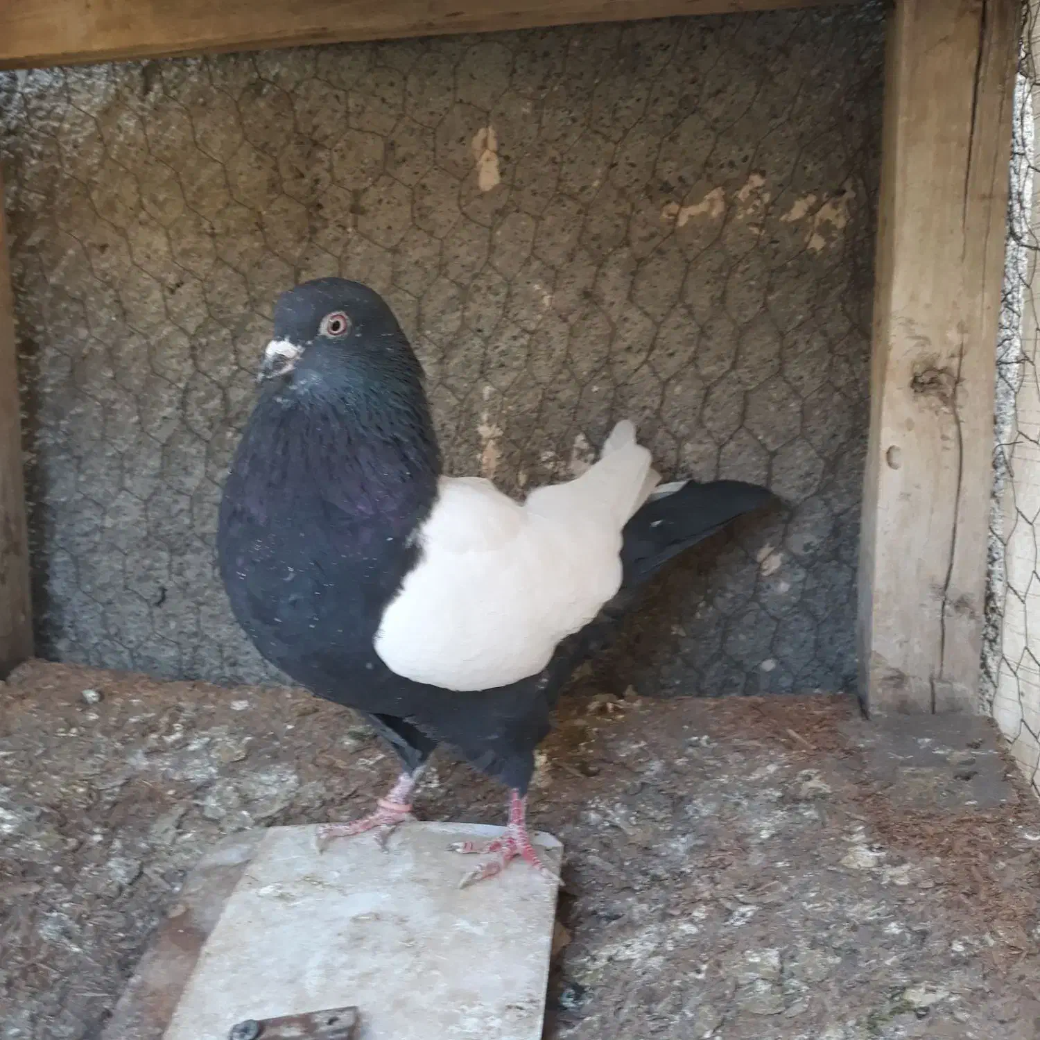 کبوتر سینه سیاه واکسی دو کت سفید ماده|پرنده|مشهد, موسوی قوچانی|دیوار