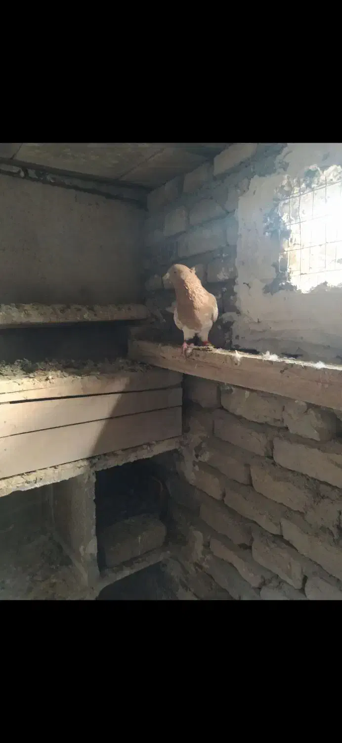 نر کله ای|پرنده|بروجرد, |دیوار