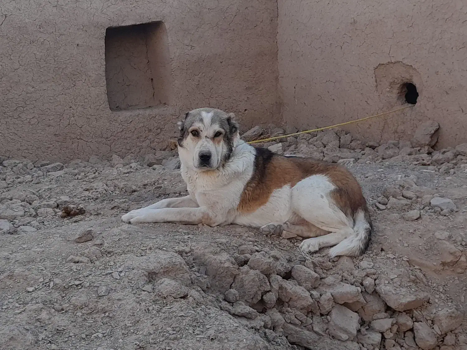 سگ نگهبان|سگ|ملکآباد, |دیوار