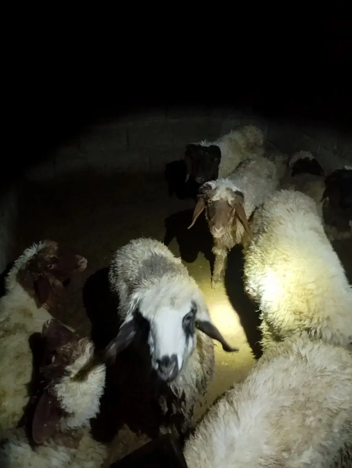 بره نر آماده پروار|حیوانات مزرعه|چوار, |دیوار