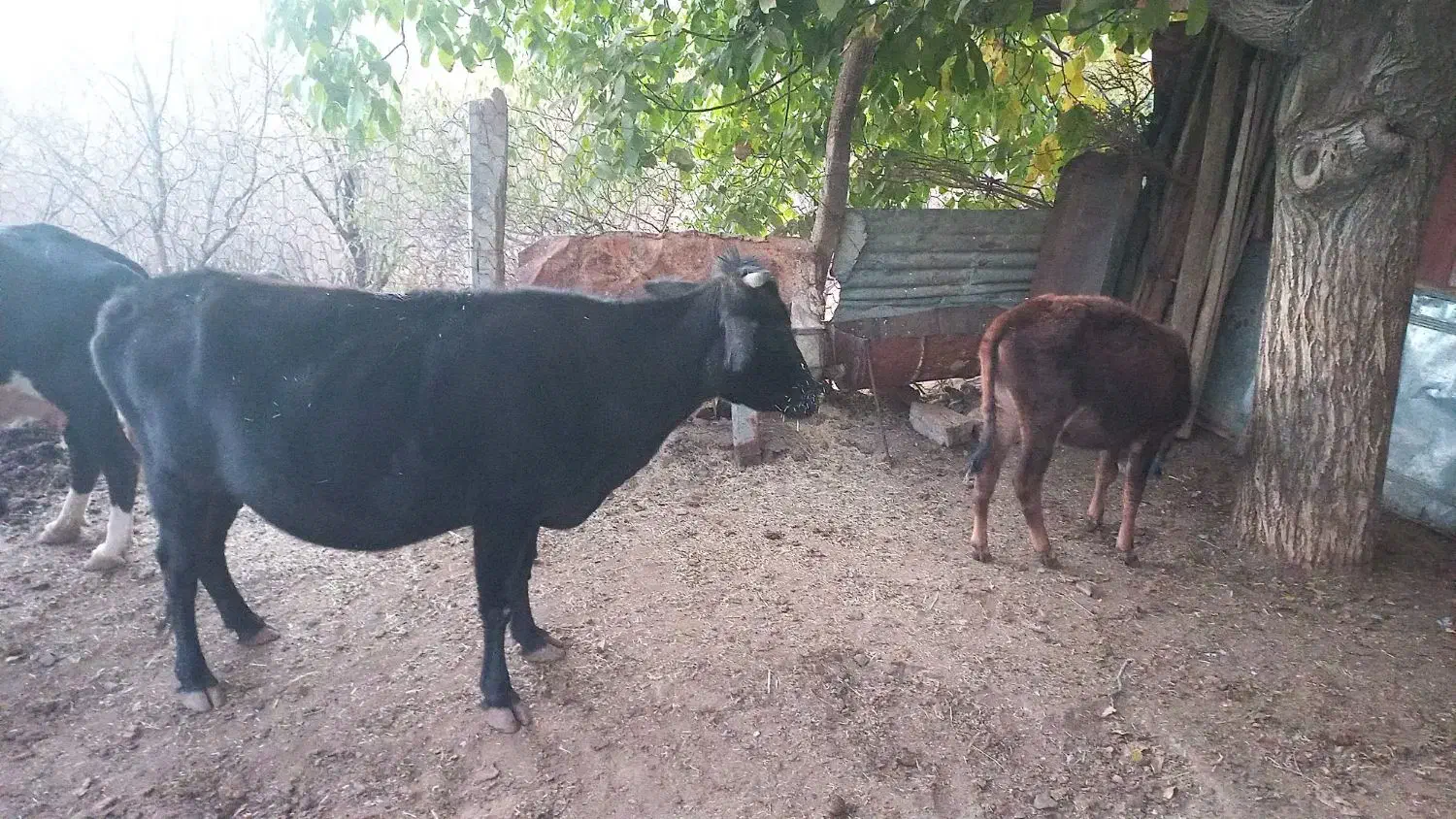 گاو کردی با گوساله|حیوانات مزرعه|باینگان, |دیوار