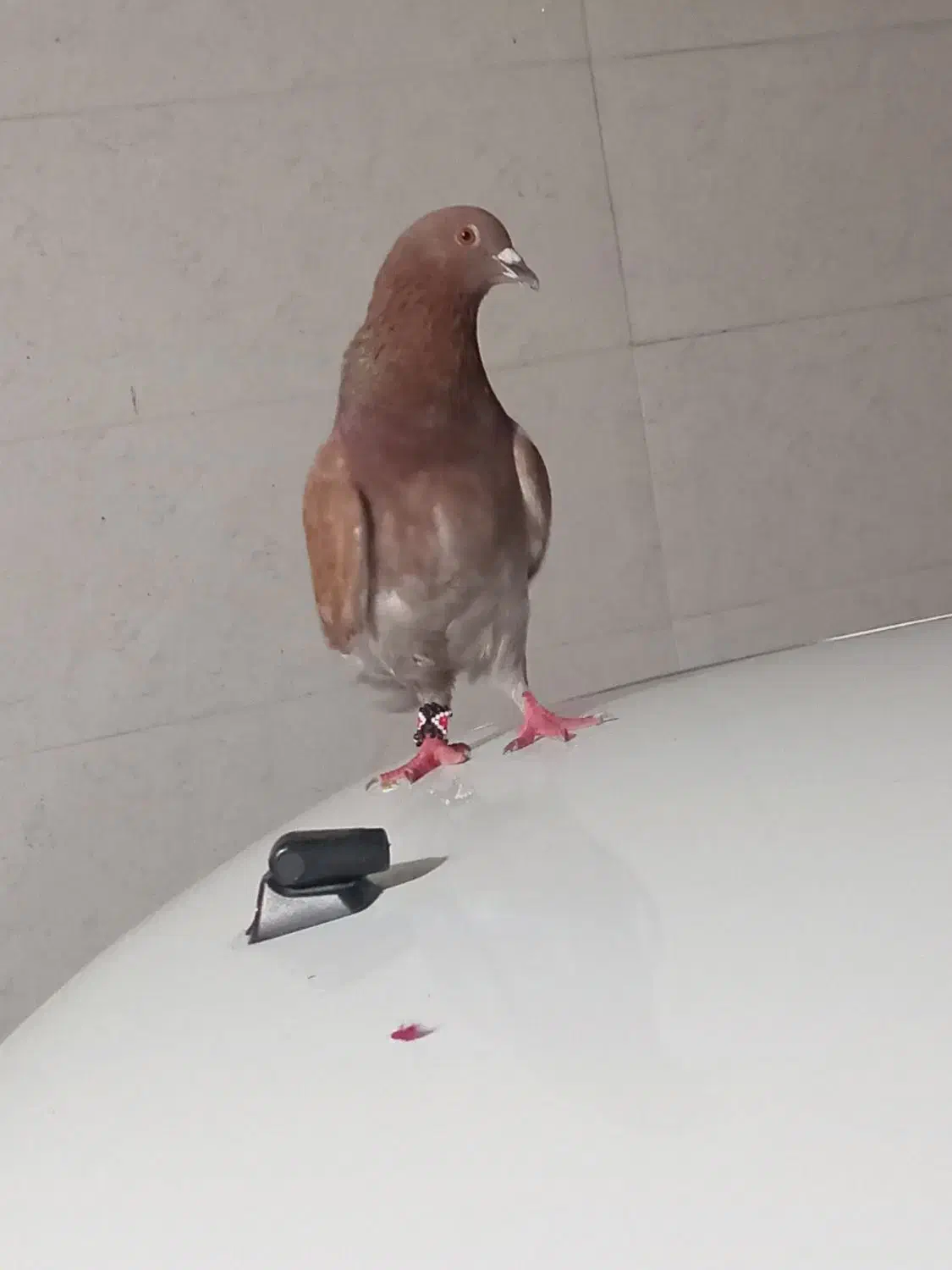 کبوتر آهنی نسل پلاکی|پرنده|بندر امام خمینی, |دیوار