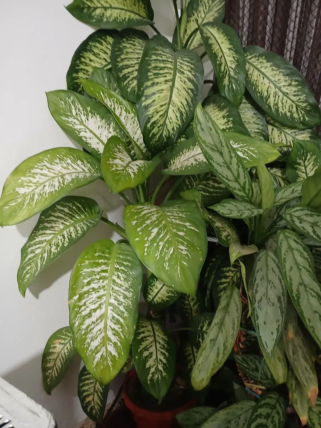 گل خانگی|گل و گیاه طبیعی|سیلاخور, |دیوار