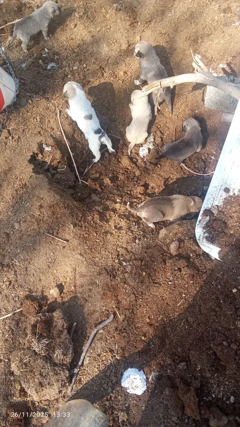 سگ سر آبی|سگ|فیروزآباد, |دیوار