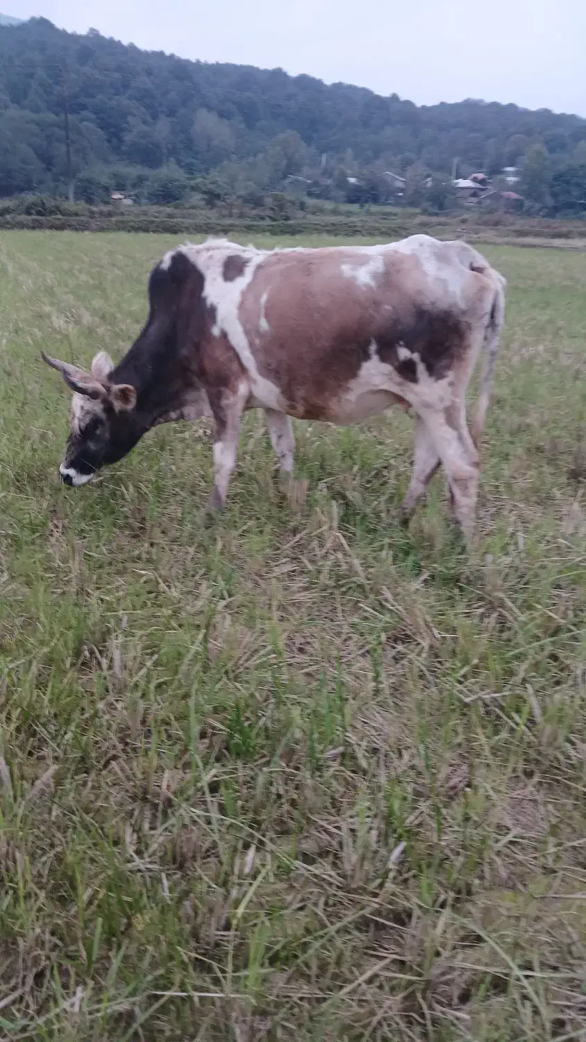 ۵راس گاو حامله|حیوانات مزرعه|رشت, گیل|دیوار