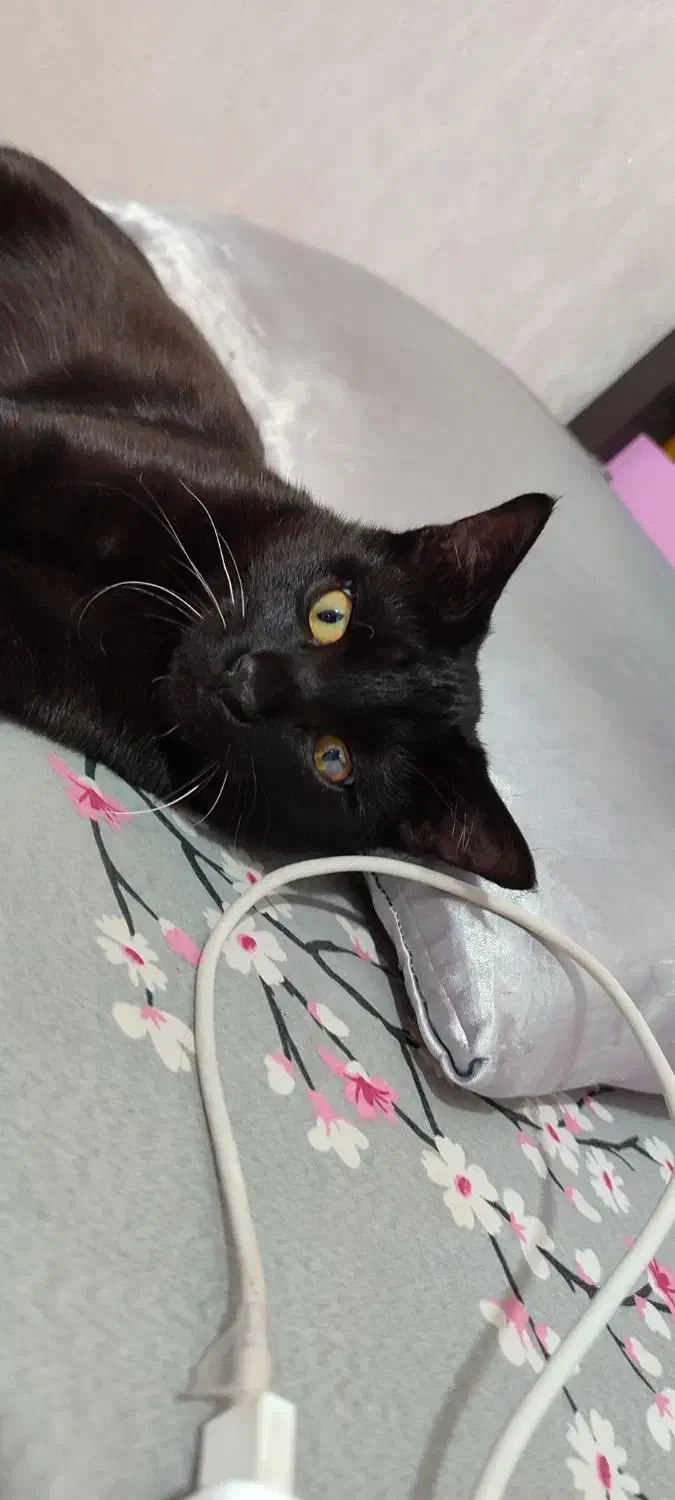 واگذاری رایگان|گربه|پیشوا, |دیوار