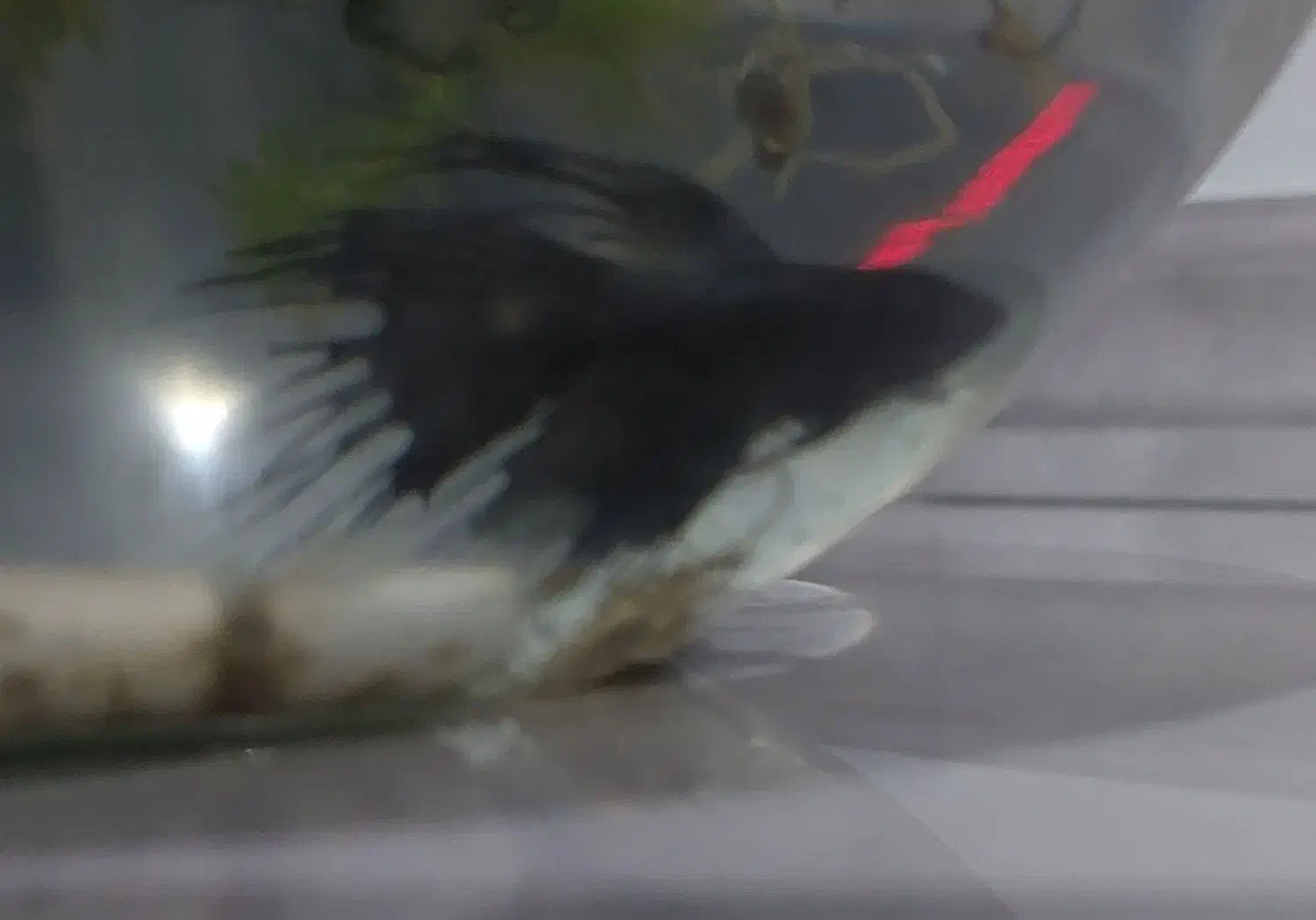 ماهی فایتر نر و ماده کلکسیونی و آکواریوم|ماهی|گرگان, |دیوار