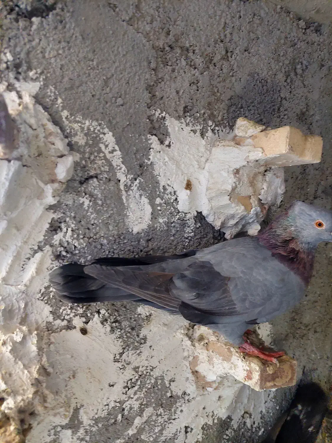 کبوتر سبز کاکل|پرنده|شیراز, کوشک میدان|دیوار