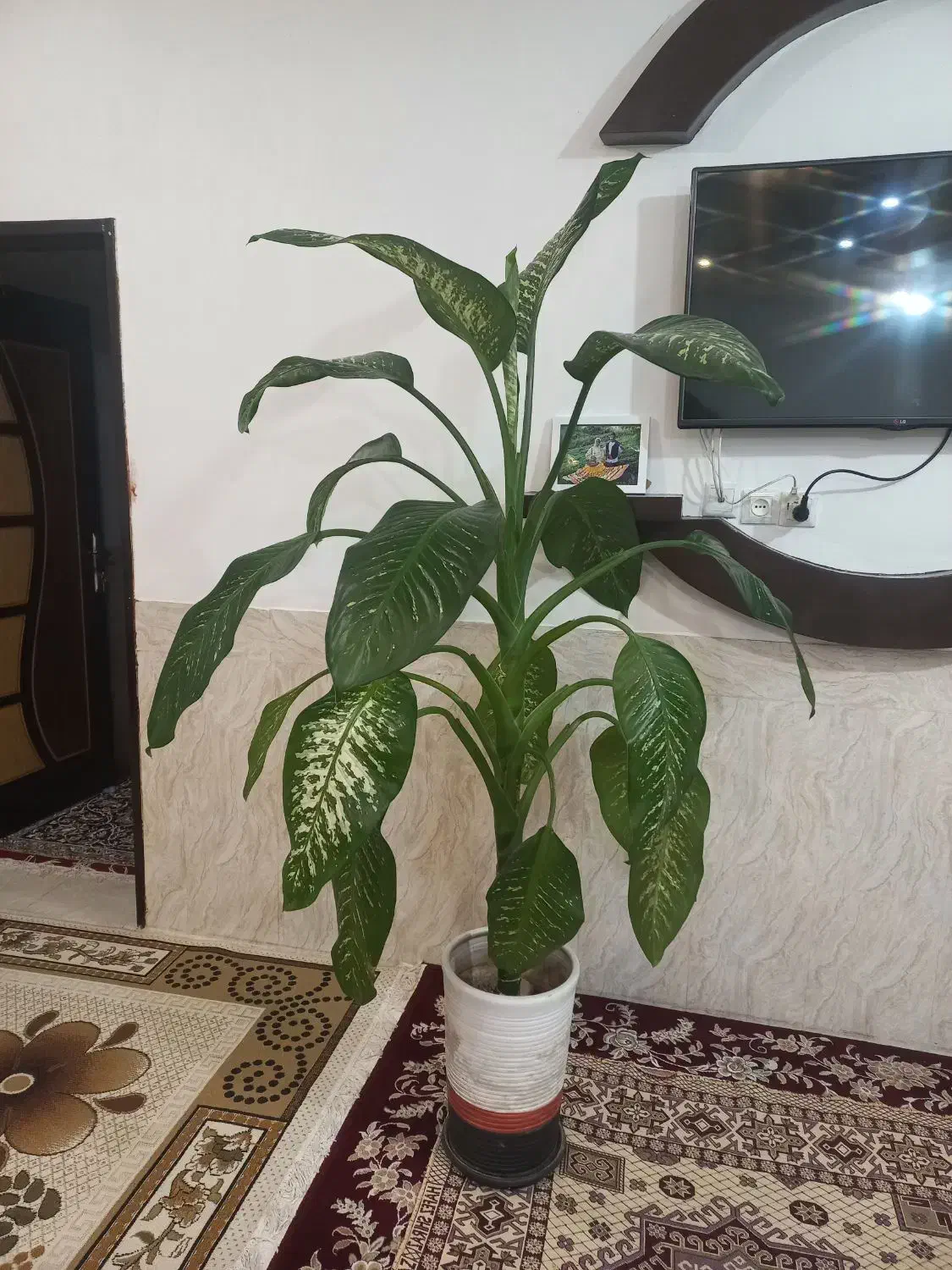 گل دیفن باخیا قیمت۹۵۰ تومان|گل و گیاه طبیعی|لاران, |دیوار