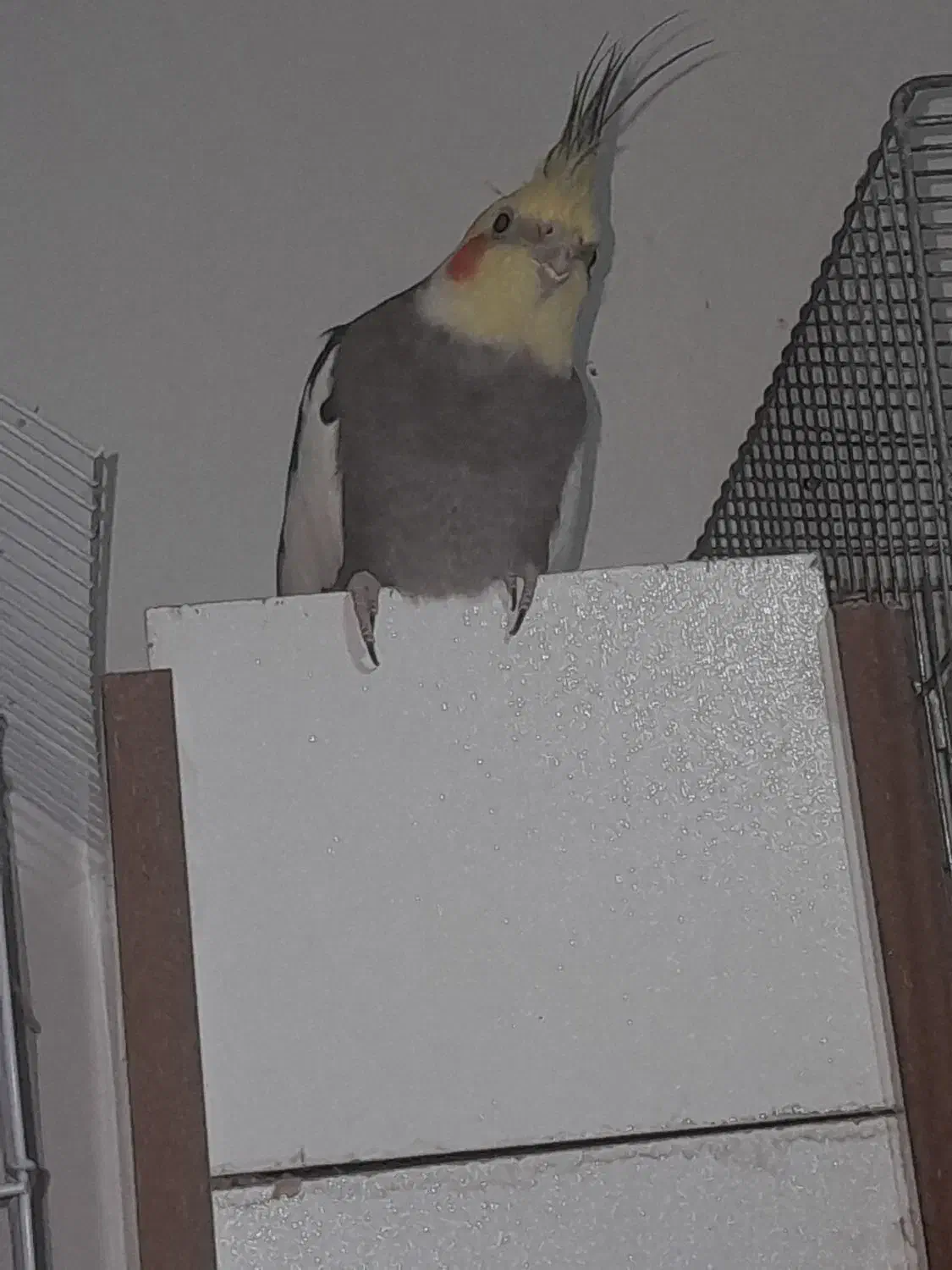 یک جفت عروس هلندی نر فندق ماده لیمو|پرنده|خلخال, |دیوار