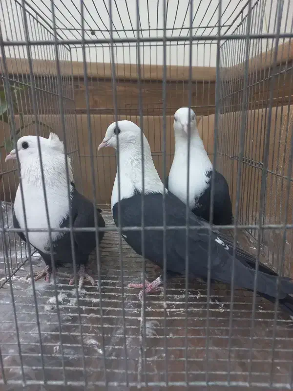 کله سفید.سینه ای|پرنده|مبارکه, |دیوار