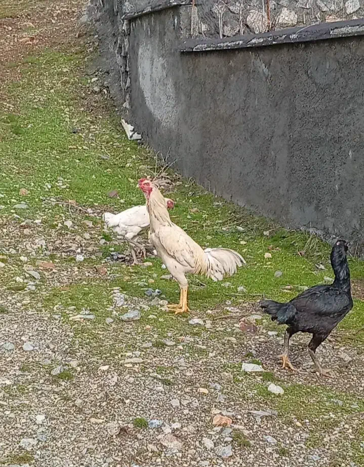 خروس لاری|حیوانات مزرعه|مریوان, |دیوار