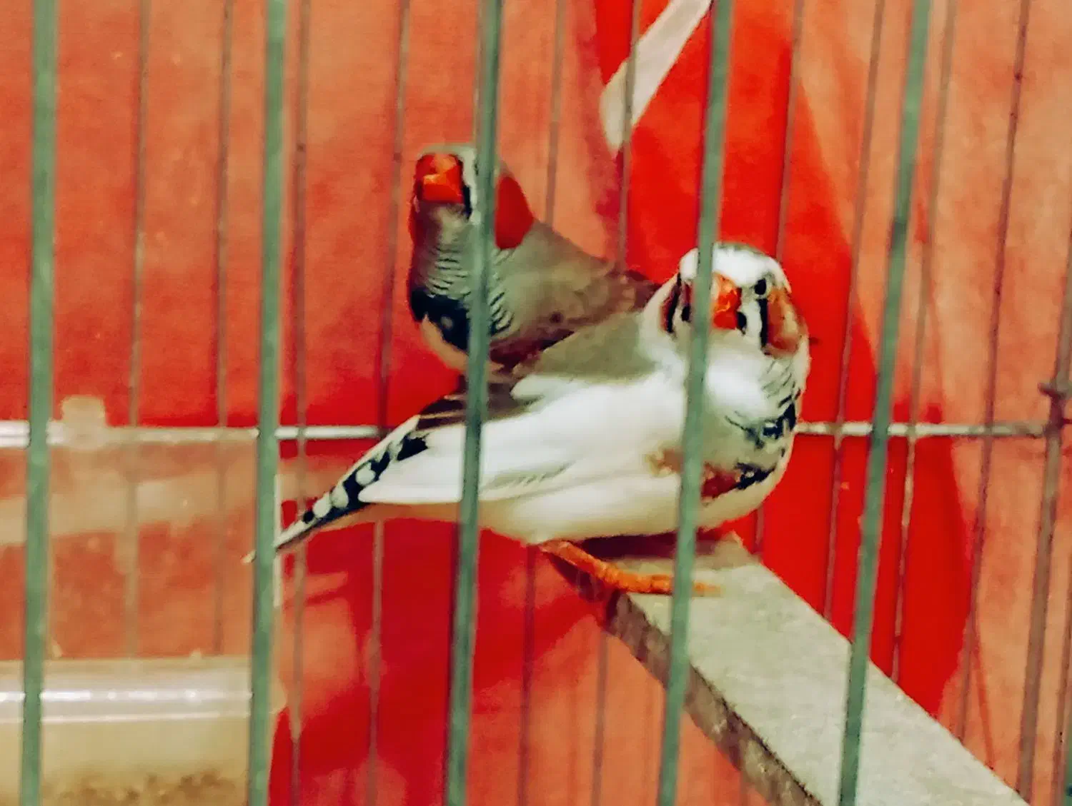 فنچ|پرنده|سبزوار, شرق کال میانی|دیوار