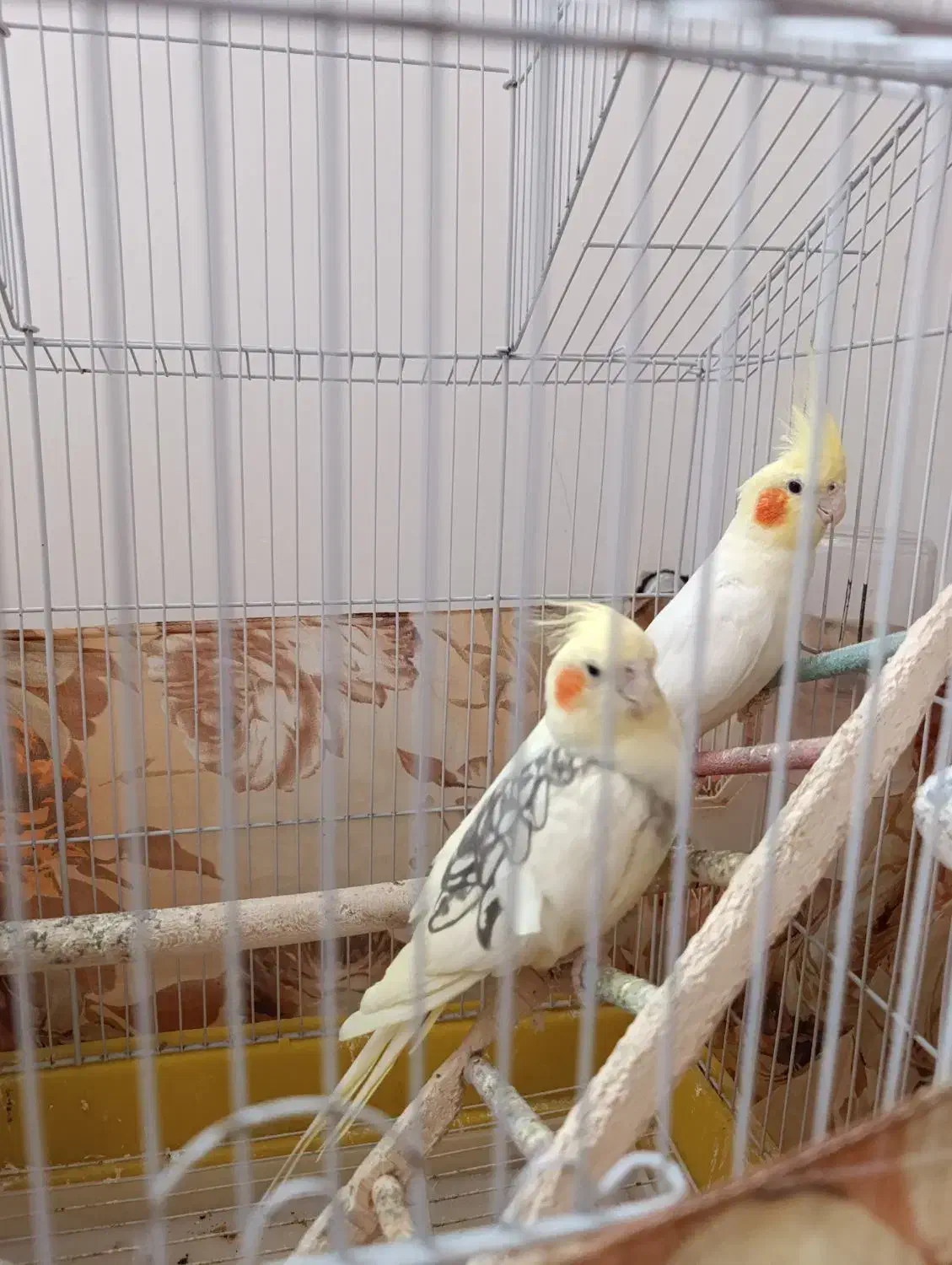 عروس هلندی یه ساله|پرنده|سلماس, |دیوار