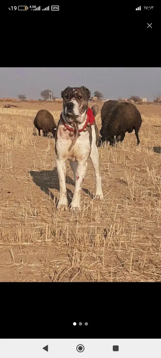 فروش سگ افغان|سگ|سنندج, |دیوار