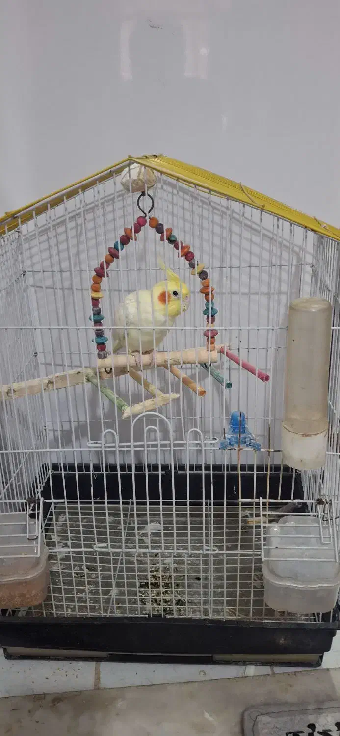 با سلام فروش عروس هلندی|پرنده|آبپخش, |دیوار