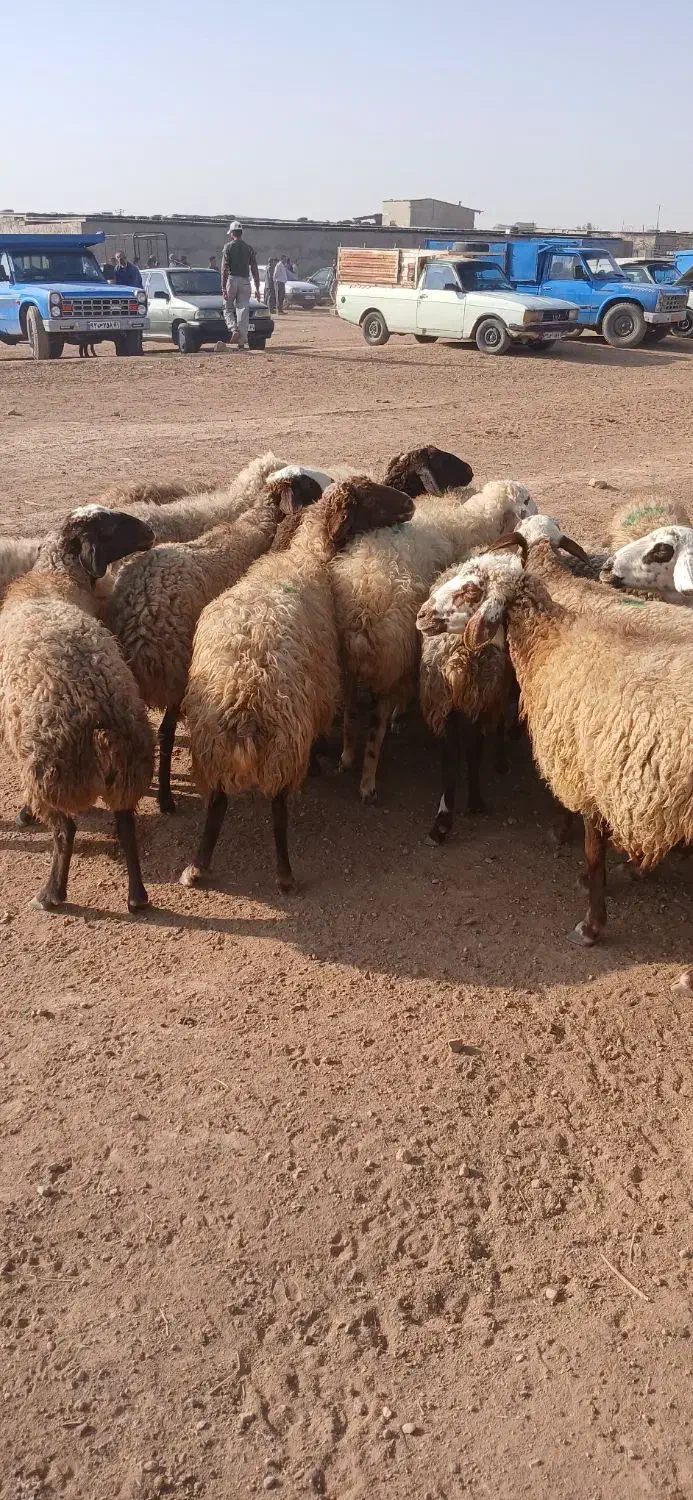 گوسفند داشتی آبستن|حیوانات مزرعه|کوهدشت, |دیوار