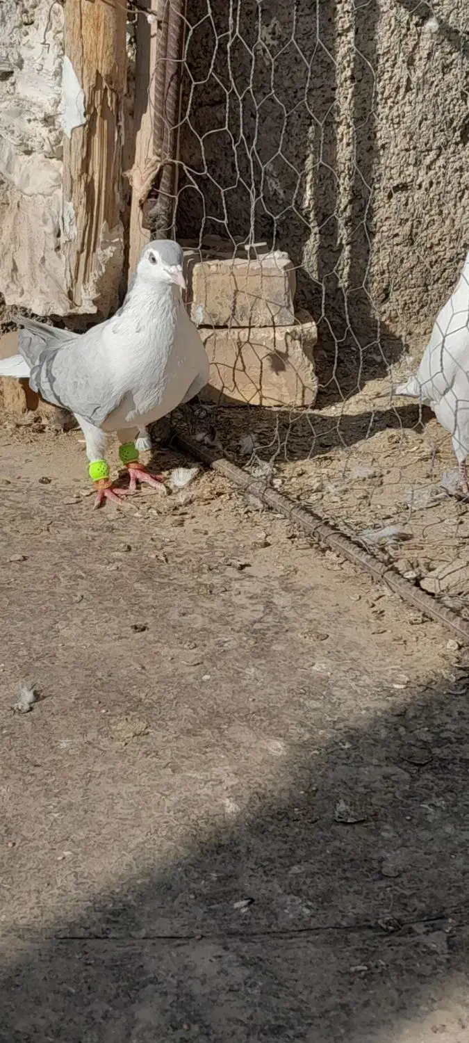 طوقی سیاه نر،ساده سبز نر،کله بادمجان نر|پرنده|قوچان, |دیوار