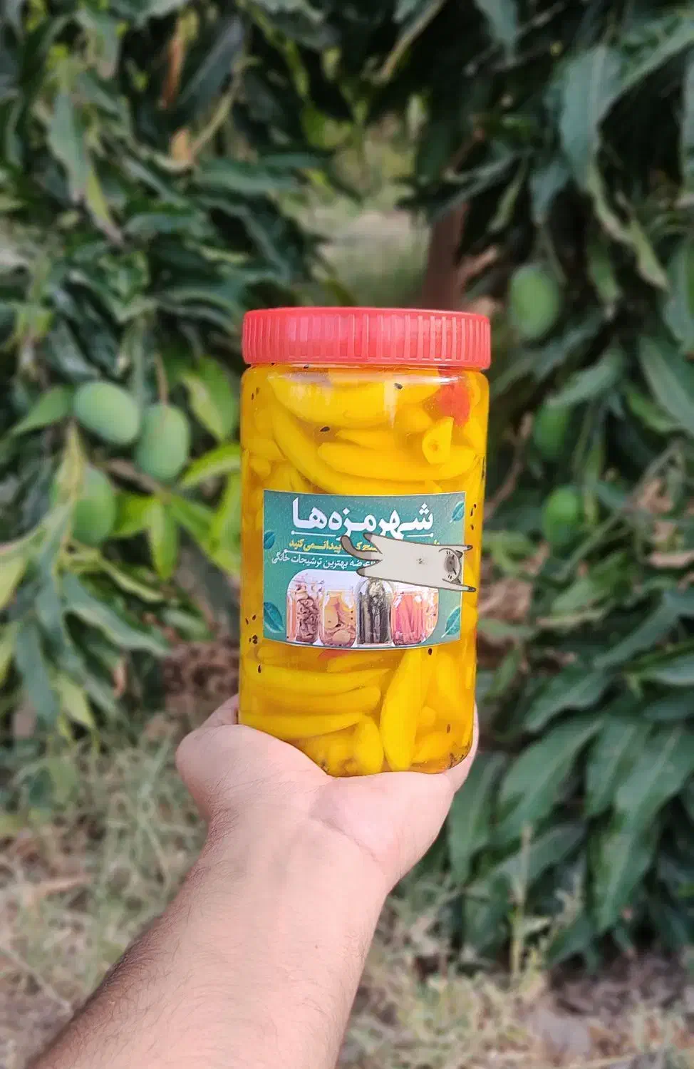 ترشی انبه|خوردنی و آشامیدنی|رودان, |دیوار