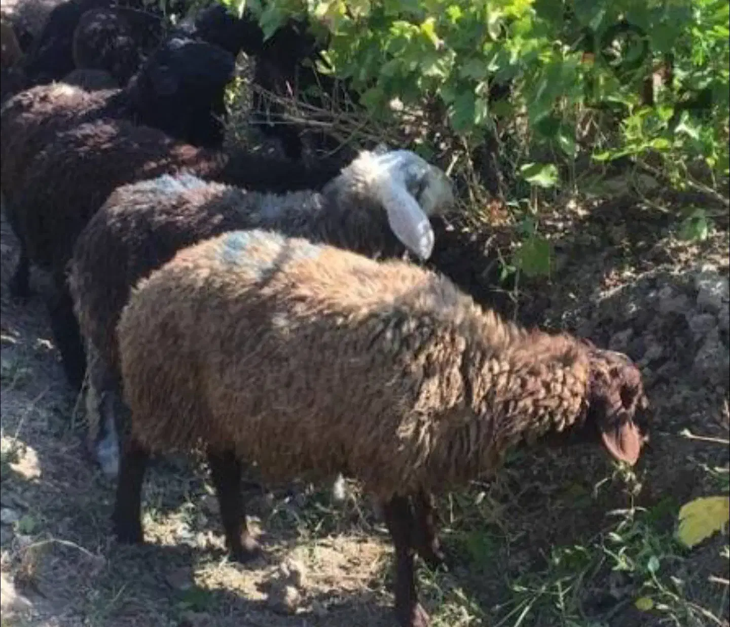 گوسفند برای ذبح|حیوانات مزرعه|گناباد, |دیوار