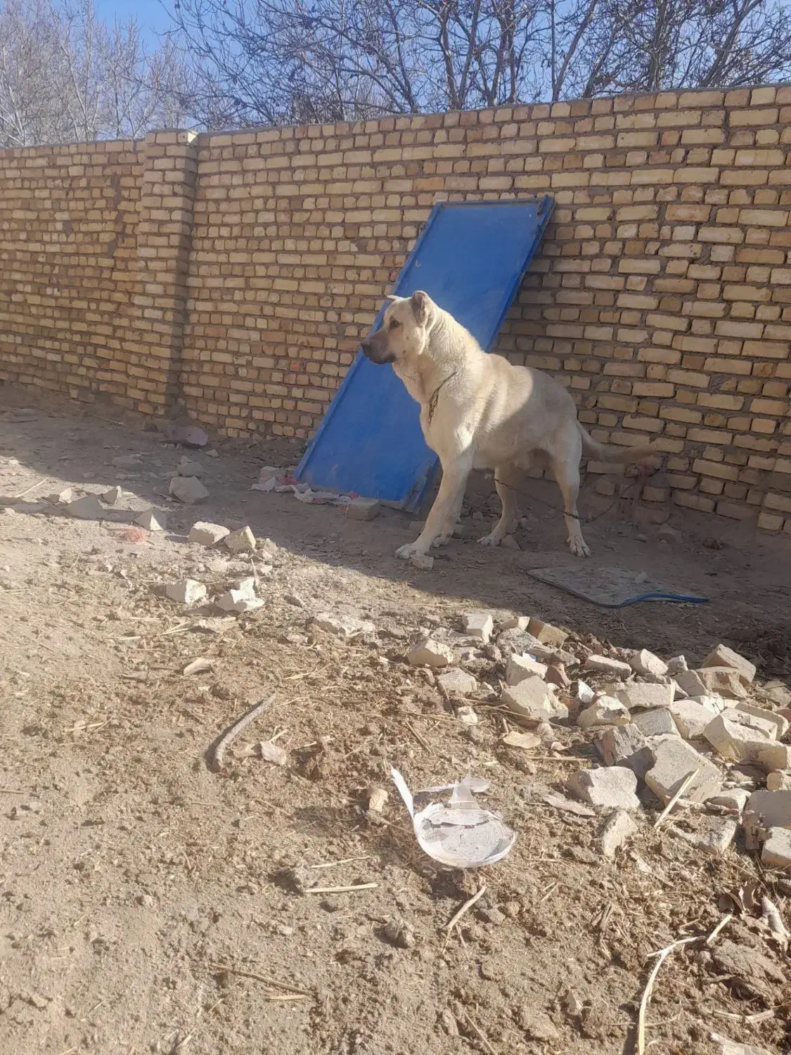 فروش سگ سرابی|سگ|تالش, هشتپر|دیوار