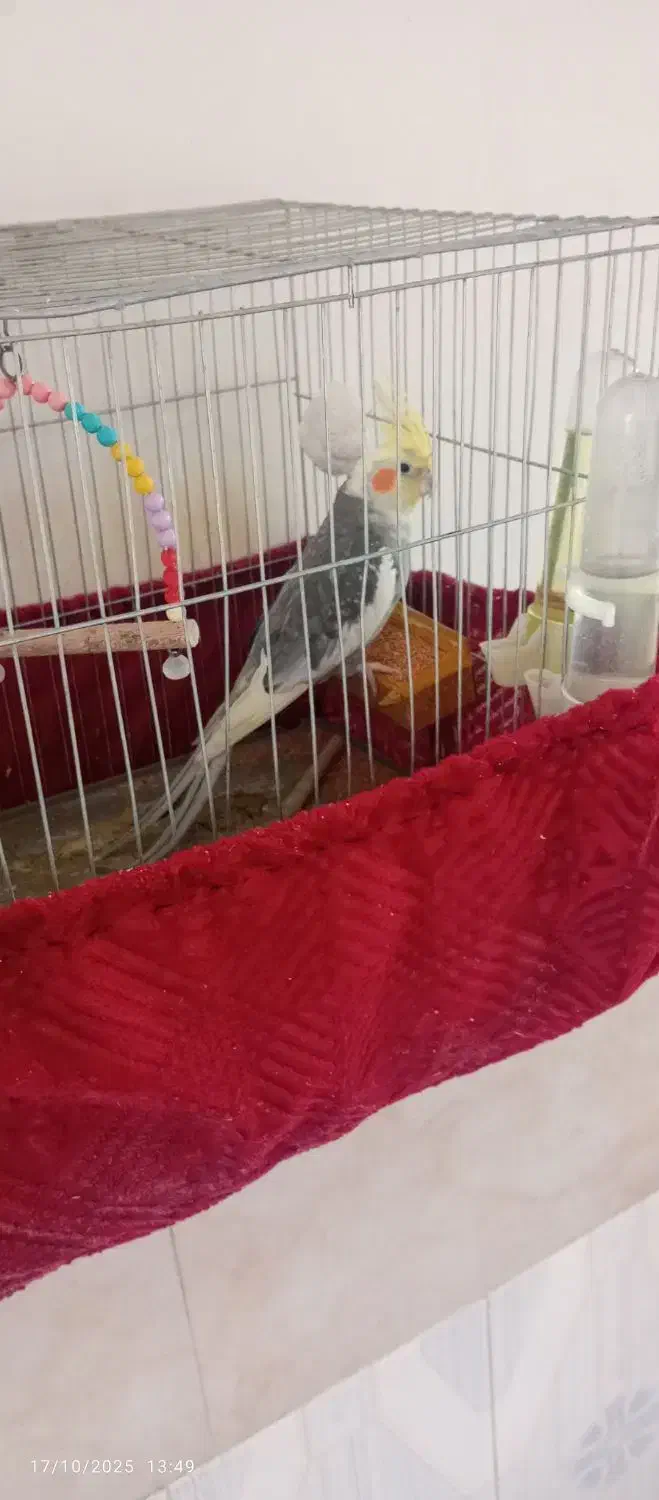 عروس هلندی|پرنده|خاش, |دیوار