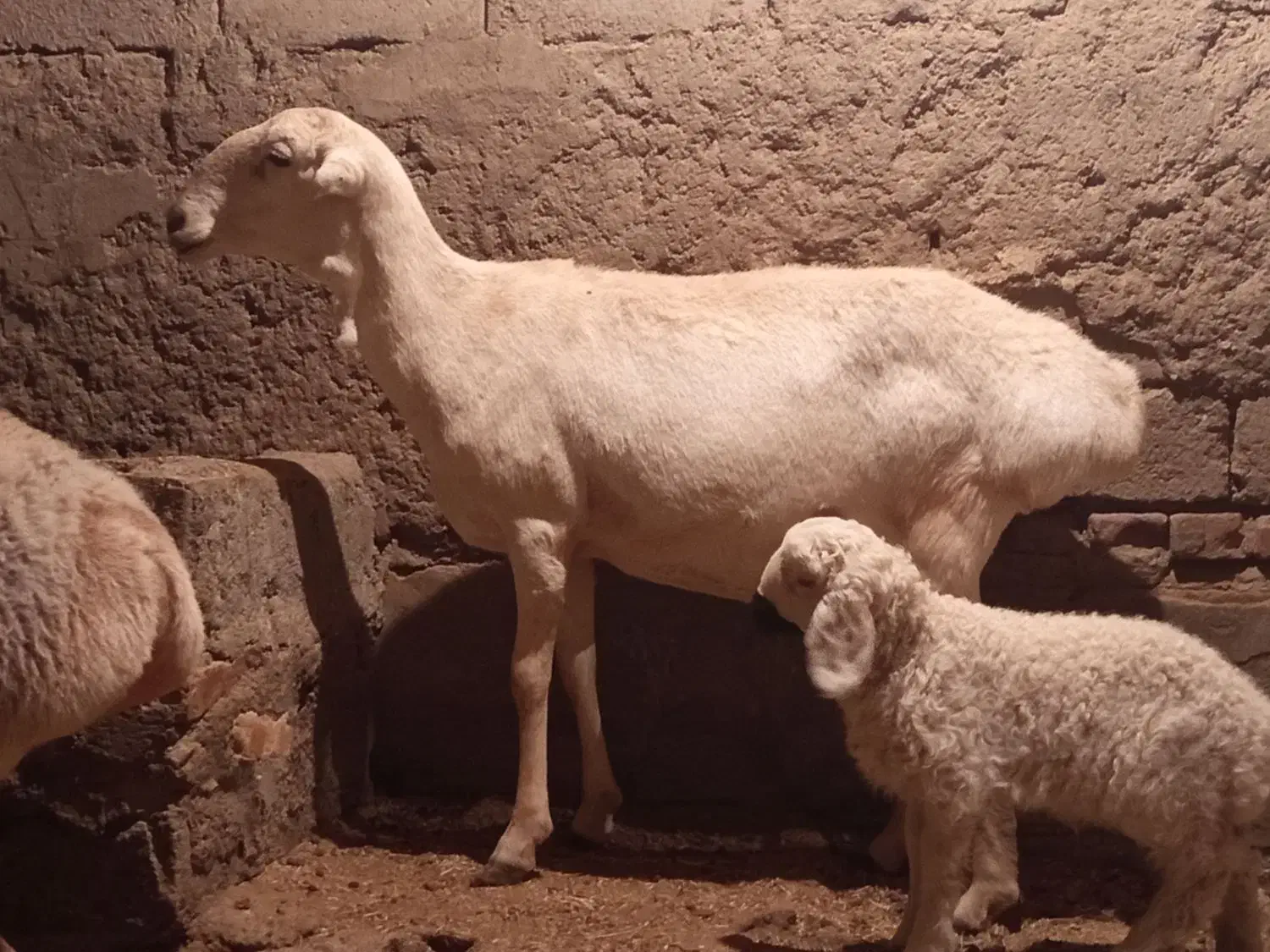 میش چینی|حیوانات مزرعه|زاهدان, |دیوار