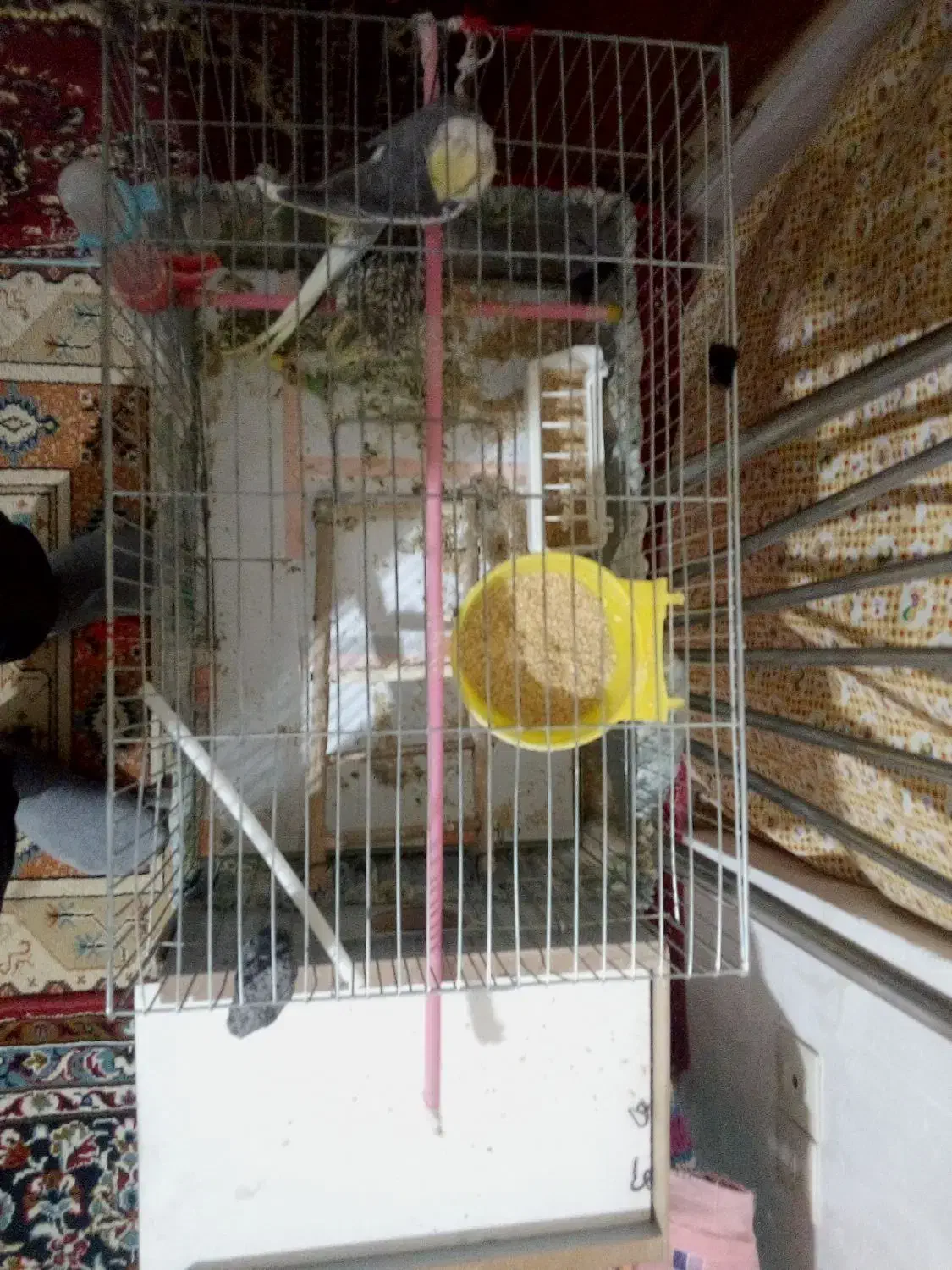 عروس هلندی|پرنده|سراب, |دیوار