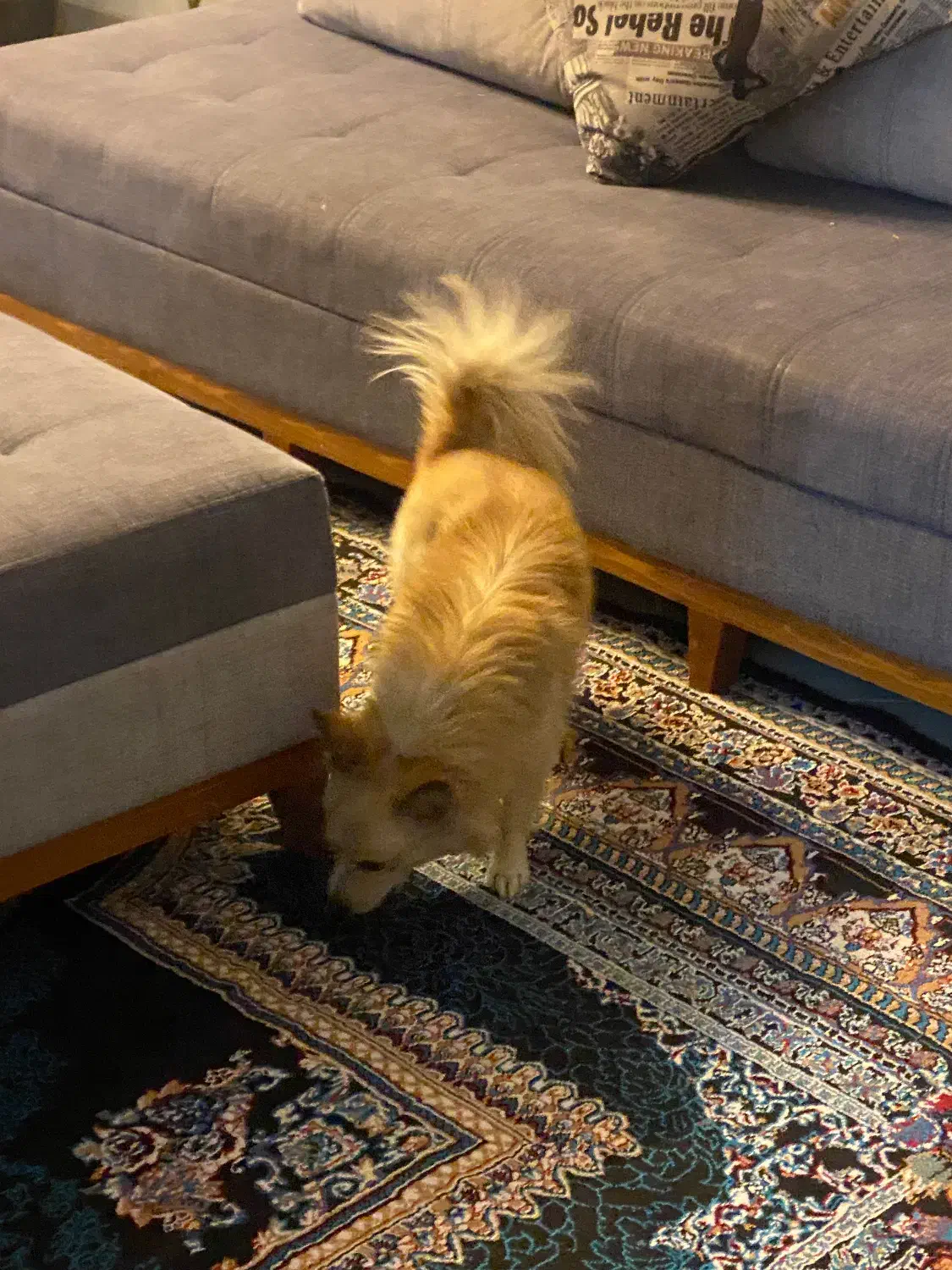 سگ گمشده در گلستان شمالی|حیوانات|شیراز, شهرک گلستان شمالی|دیوار