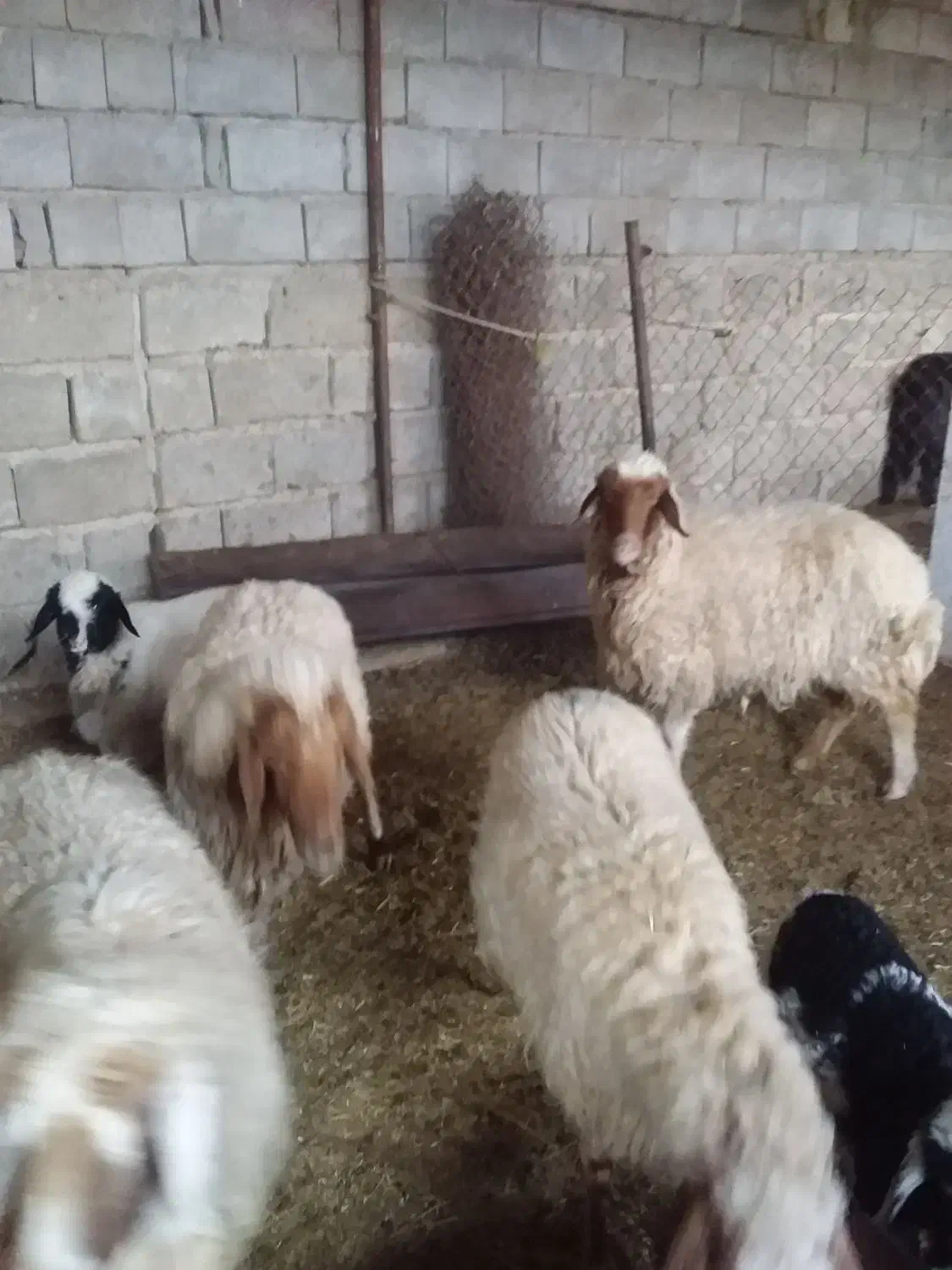 بز و میش|حیوانات مزرعه|مهران (ایلام), |دیوار