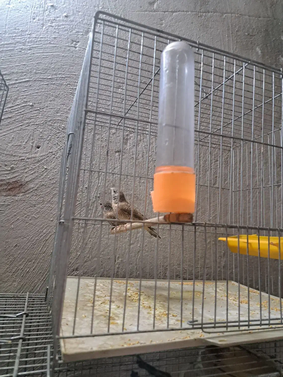 فنچ گلوبریده|پرنده|پاکدشت, پاکدشت (مامازند)|دیوار