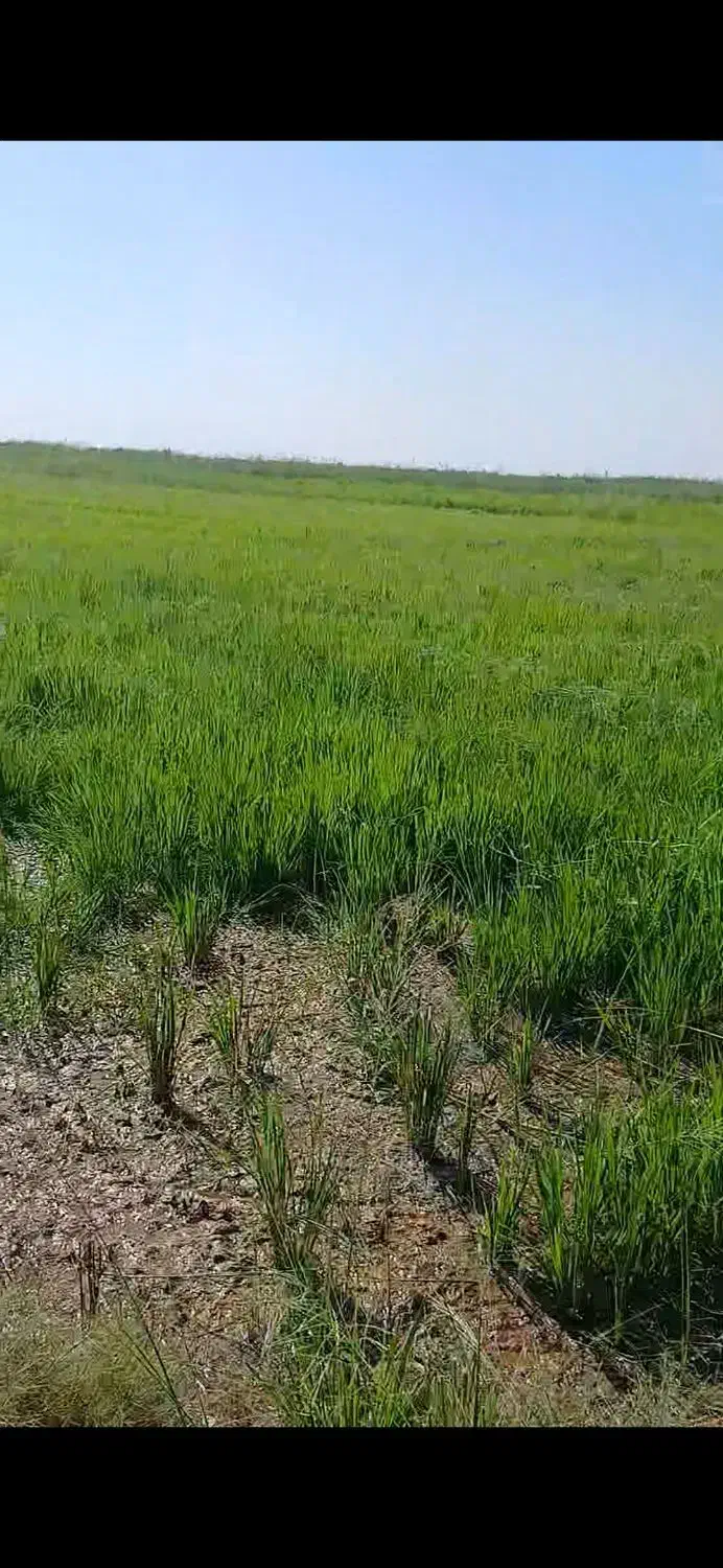 علف زنی|خدمات باغبانی و درختکاری|شوشتر, |دیوار