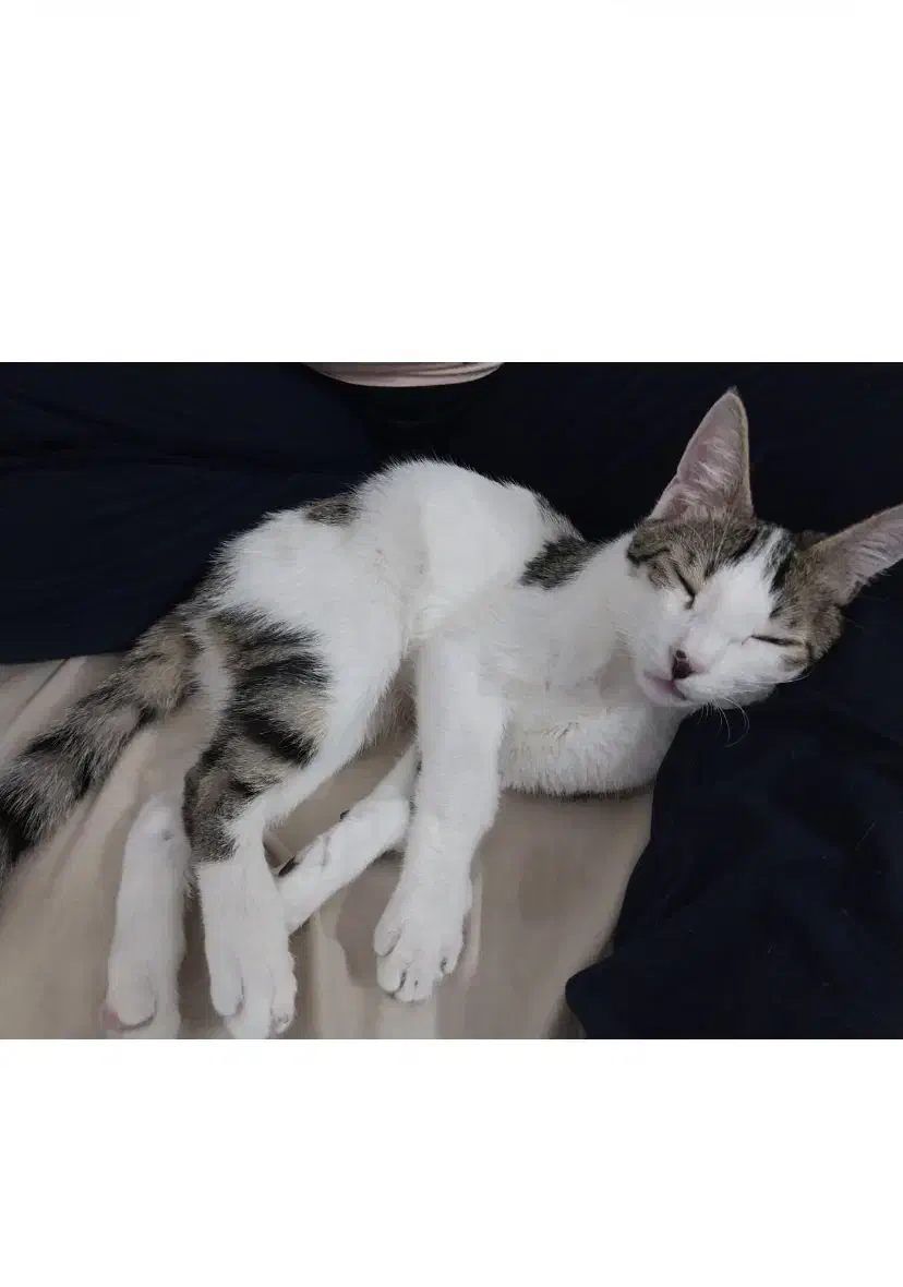 گربه گمشده|گربه|ورامین, ورامین|دیوار